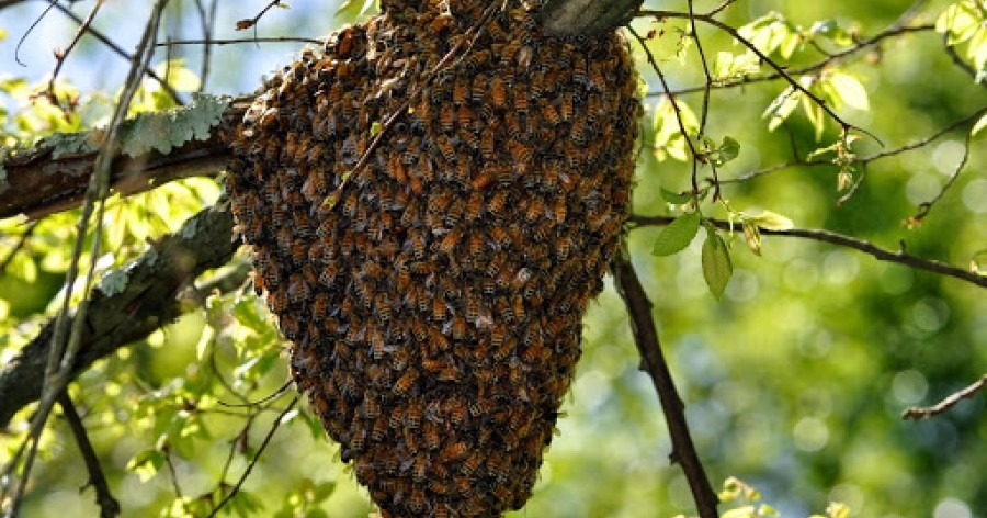 Kdy se rojí včely?