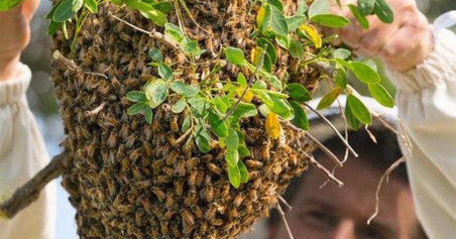 Jak nalákat včely do úlu?
